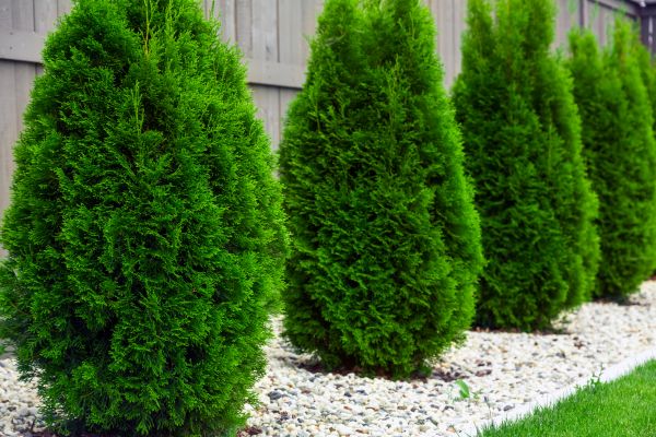Arborvitae Planting in Lewes