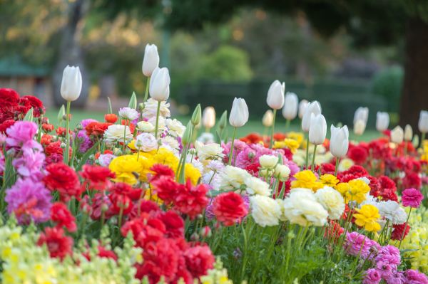 Gardening Service in Lewes