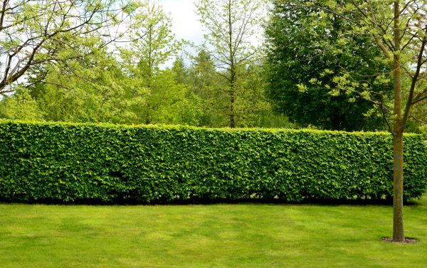 Hedge Planting in Lewes