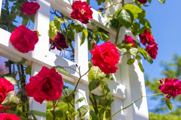 Home Gardening Service in Lewes