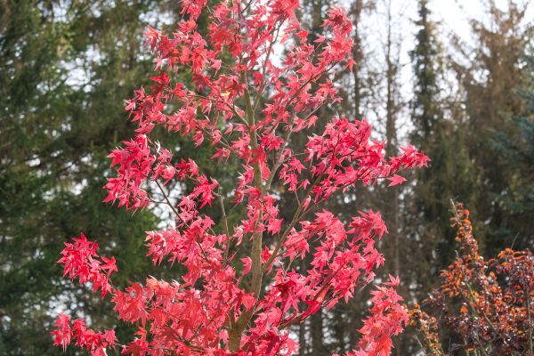 Japanese Maple Planting in Lewes