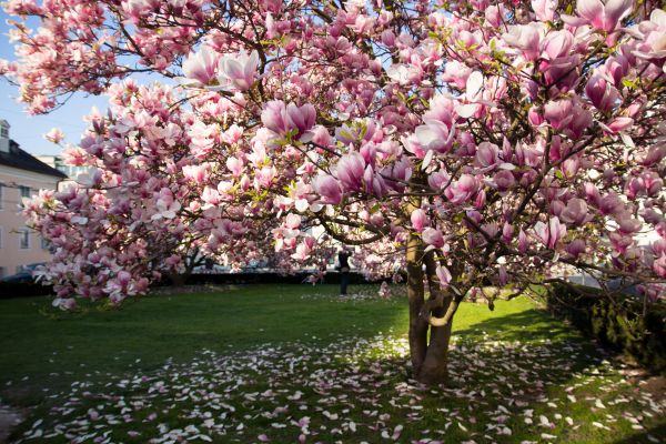 Magnolia Tree Planting in Lewes