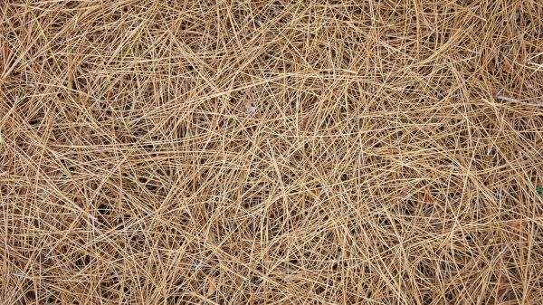 Pine Needles Delivery in Lewes