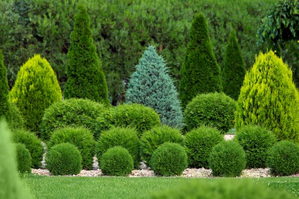 Shrub Replacement in Lewes