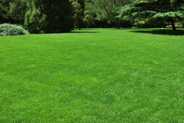 Lawn Landscaping in Lewes
