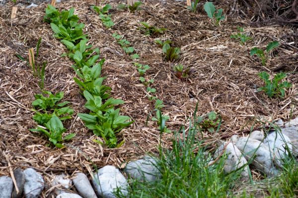 Mulch Service in Lewes
