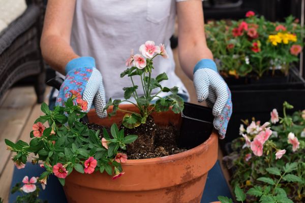 Plant Care Service in Lewes