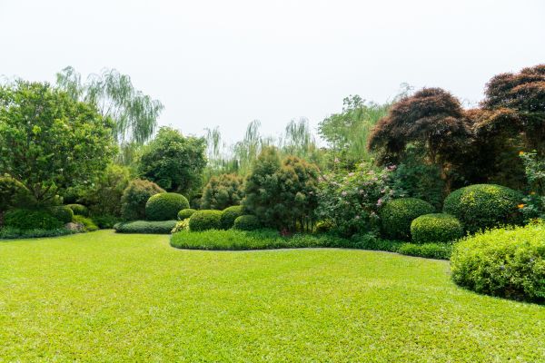 Tree Landscaping in Lewes