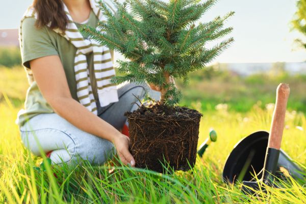 Spruce Tree Planting in Lewes