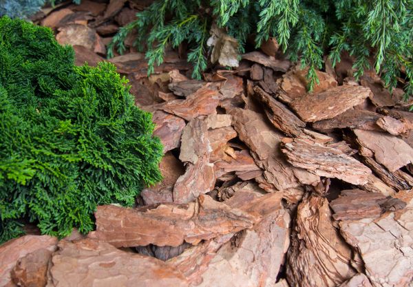 Pine Bark Installation in Lewes