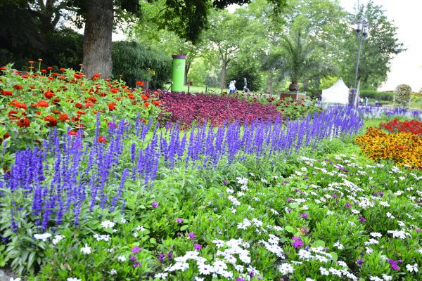 Perennials Planting in Lewes