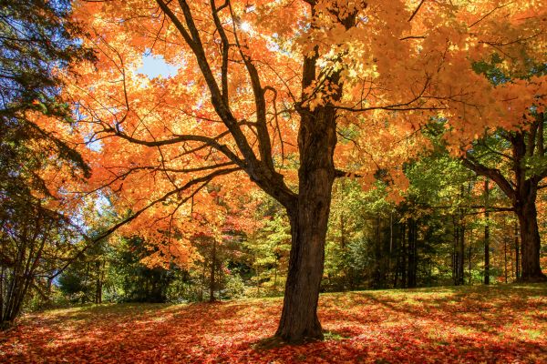 Maple Tree Planting in Lewes