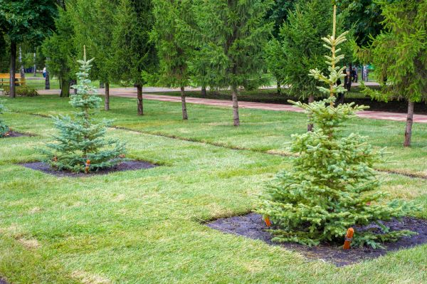 Privacy Trees Planting in Lewes