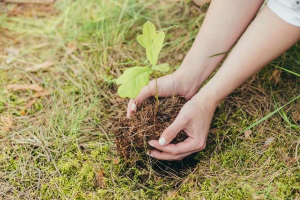 Oak Tree Planting in Lewes