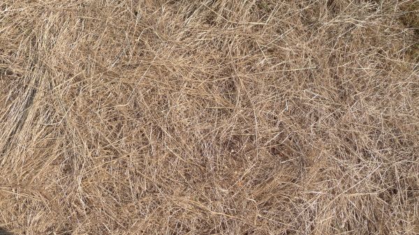 Pine Straw Replacement in Lewes