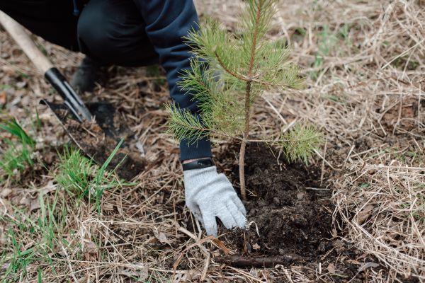 Pine Tree Planting in Lewes