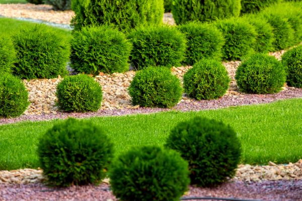 Bush Replacement in Lewes