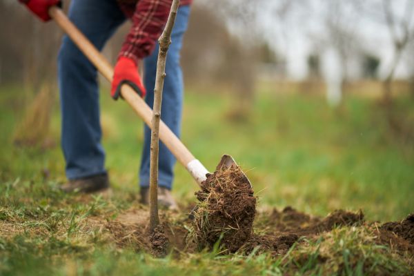 Trees Planting in Lewes