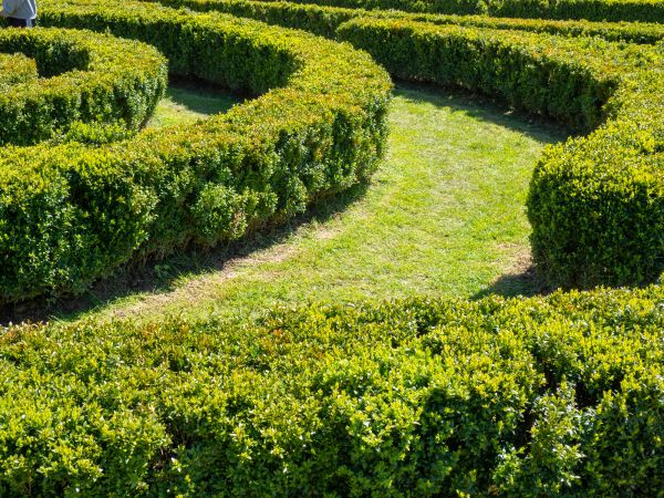 Bush Landscaping in Lewes