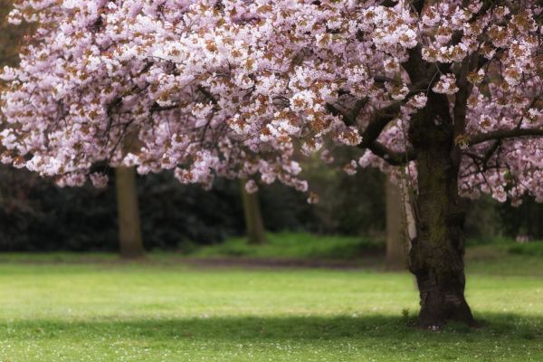 Cherry Tree Planting in Lewes