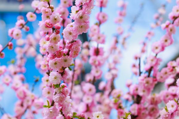 Japanese Cherry Tree Planting in Lewes