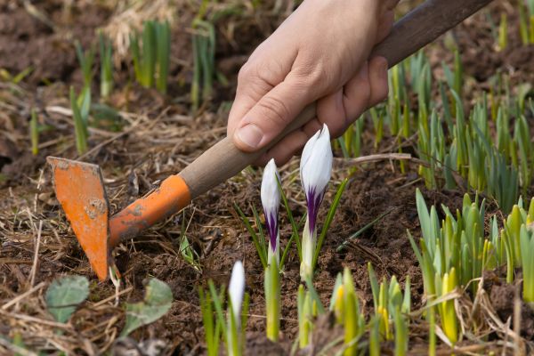 Flower Garden Weeding in Lewes