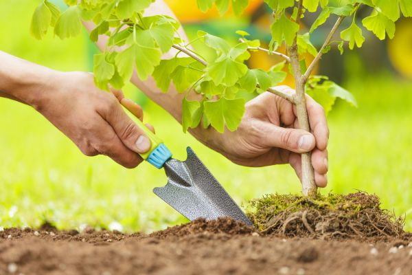 Fruit Tree Planting in Lewes