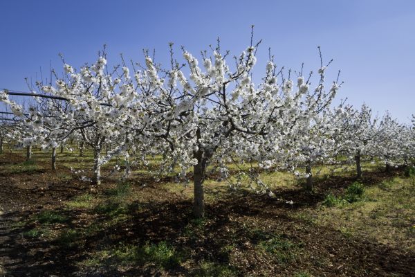 Orchard Planting in Lewes