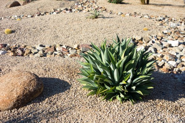 Xeriscaping Service in Lewes