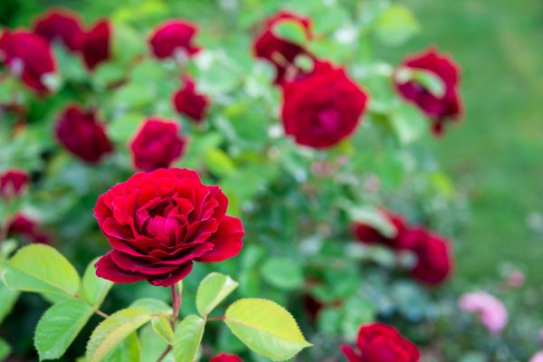 Rose Planting in Lewes
