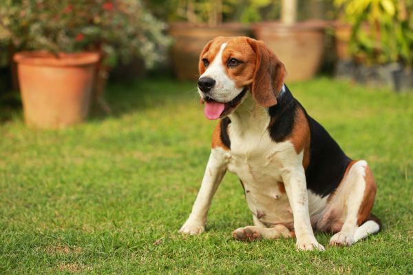 Dog Friendly Landscaping in Lewes