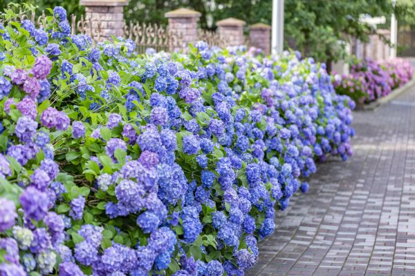 Hydrangea Landscaping in Lewes