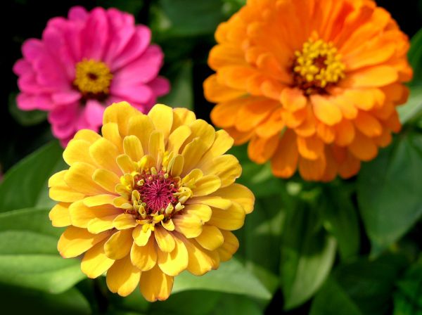Zinnia Planting in Lewes