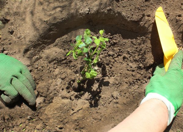 Rose Bush Planting in Lewes