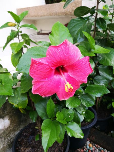 Hibiscus Planting in Lewes