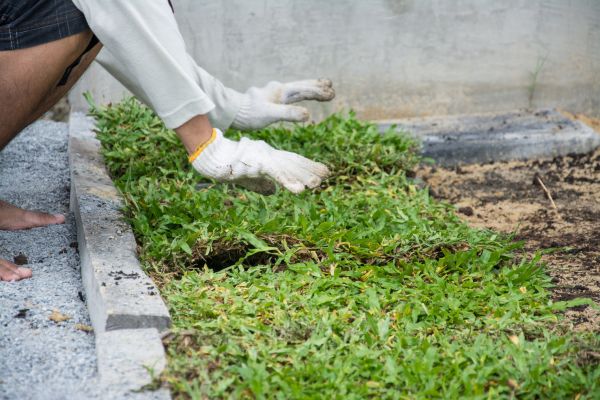 Ground Cover Planting in Lewes