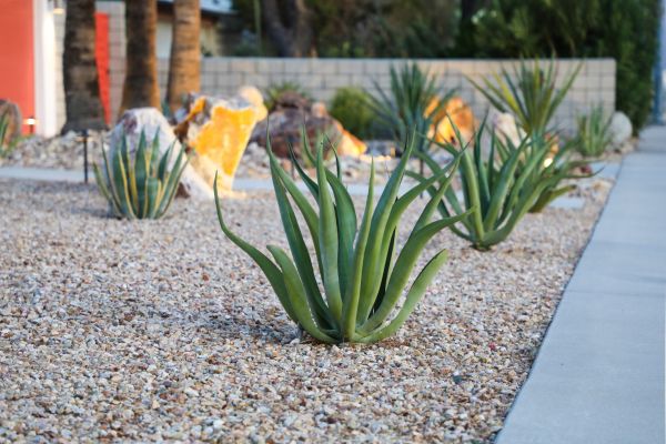 Drought Resistant Landscaping in Lewes