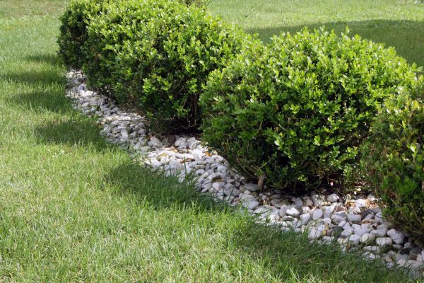 Boxwood Planting in Lewes