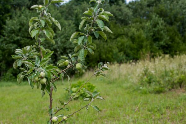 Apple Tree Planting in Lewes