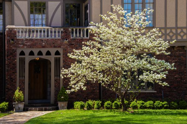 Dogwood Tree Planting in Lewes