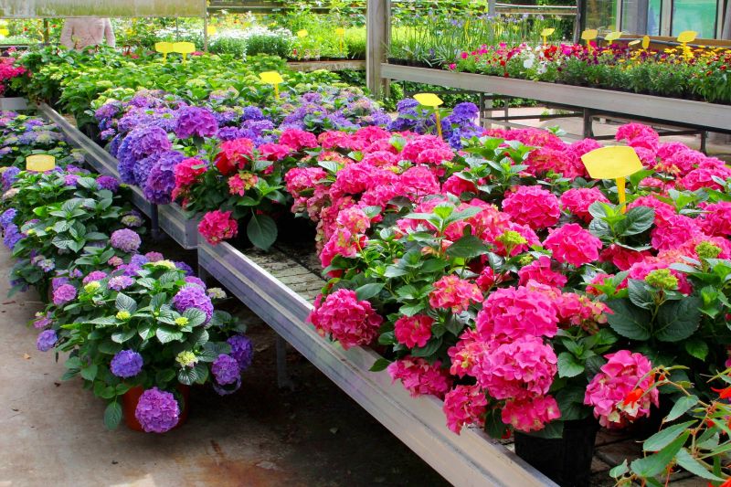 Hydrangea Landscaping