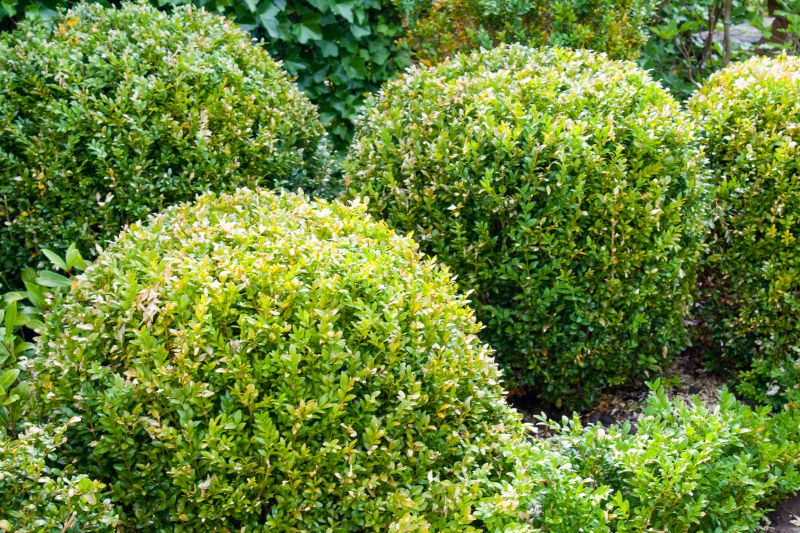 Privacy Shrub Planting